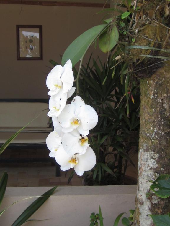 Hotel Pousada Ancoradouro Ubatuba Exterior photo